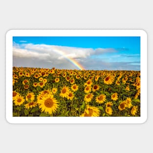 A field of sunflowers with a rainbow Sticker